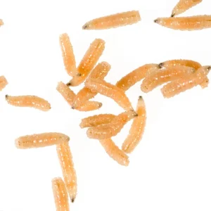 Super-Preis Fleischfliegen Maden, Sarcophagidae sp., 30 g